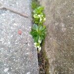 Draba vernaফুল