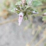 Stachys setifera