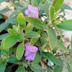 Ruellia humilis Kvet