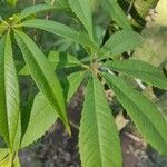 Ceiba aesculifolia Hoja