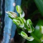 Albuca nelsonii 花