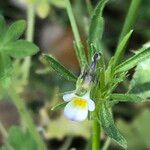 Viola kitaibeliana Flower