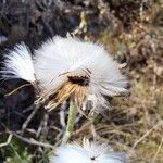 Crepis albida Froito