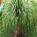 Beaucarnea recurvata ᱥᱟᱠᱟᱢ