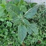 Datura inoxia Blatt