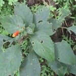 Kohleria tubiflora Folio