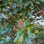 Magnolia grandiflora Vaisius