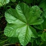 Malva verticillata Feuille