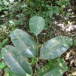 Picralima nitida Hoja