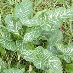 Arum italicumFulla