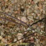 Digitaria ischaemum Lorea