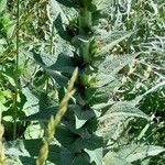 Verbascum virgatum Frunză