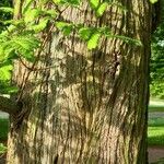 Metasequoia glyptostroboides പുറംതൊലി