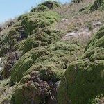 Limonium obtusifolium Habitat