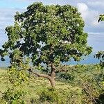 Combretum molle Habit