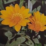 Gazania rigens फूल