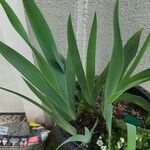 Iris × germanica Folla