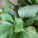 Plectranthus fruticosus Blatt