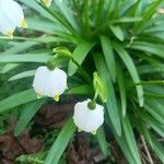 Leucojum vernum Цветок
