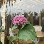 Clerodendrum bungei Кветка