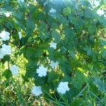 Ipomoea alba Habitatea