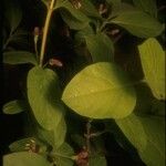 Lonicera conjugialis Blad