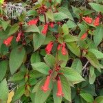 Kohleria hirsuta Blomst