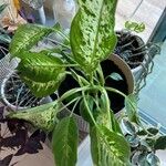 Dieffenbachia seguine Blad