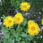 Doronicum columnae 花