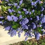 Ceanothus arboreus Virág