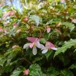 Begonia acutifolia Λουλούδι