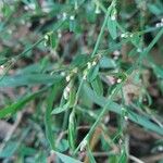 Polygonum aviculare Habit