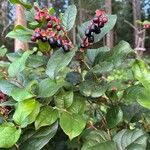 Gaultheria shallon Fruit