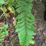 Polystichum acrostichoides ഇല