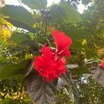 Hibiscus schizopetalus Flors