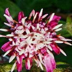 Petasites pyrenaicus Blüte