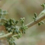 Artemisia barrelieri Övriga