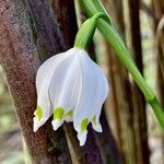 Leucojum vernum Diğer