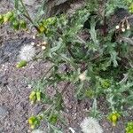 Senecio vulgaris Habit