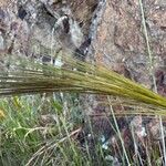 Stipella capensis Floro