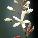 Amelanchier × lamarckii Floare
