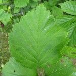 Crataegus calpodendron Leaf