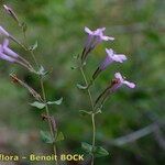 Micromeria marginata Habitus