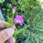 Epilobium hirsutum Flower
