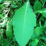 Knautia dipsacifolia Leaf