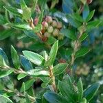 Gaultheria mucronata Folha