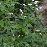 Ranunculus platanifolius Libunga