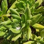 Scaevola taccada Blad