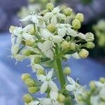 Galium baldense Цветок