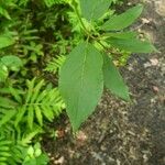 Cornus amomum 葉